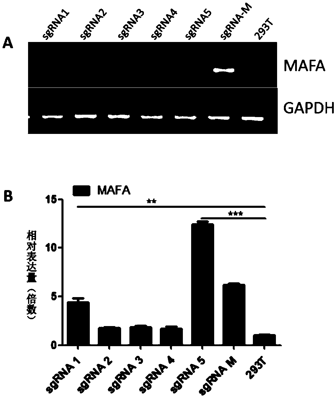 Method for activating gene expression of endogenous Ngn3 and MAFA