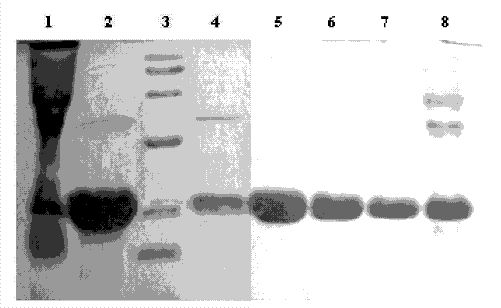 Protein A adsorption medium