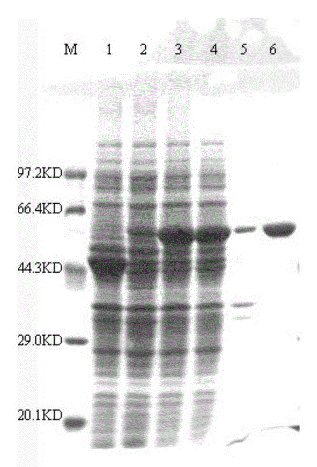 UDPG pyrophosphatase produced from aureobasidium pullulans, coding gene, carrier and application