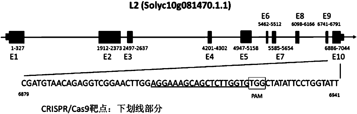 Method for creating tomato ginkgo material by gene editing technology