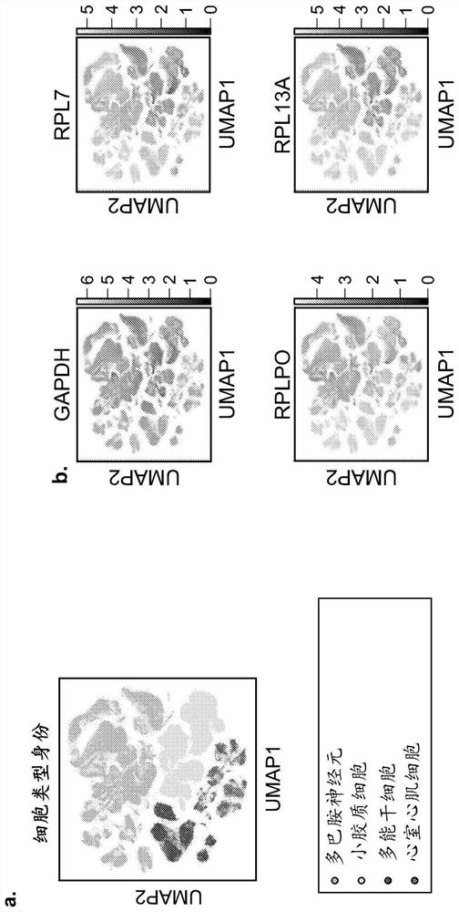 Cells with sustained transgene expression