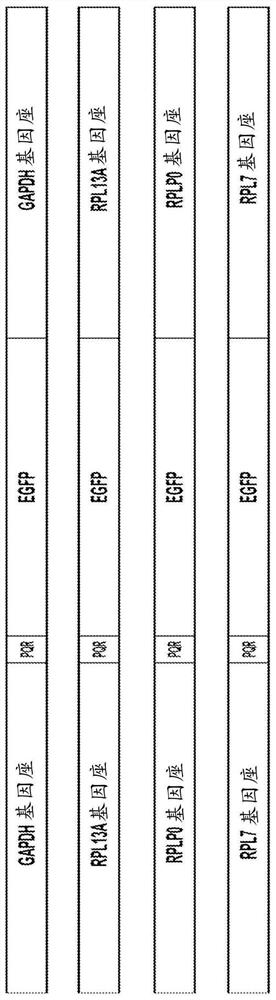 Cells with sustained transgene expression