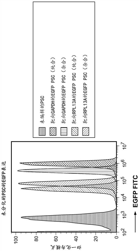 Cells with sustained transgene expression