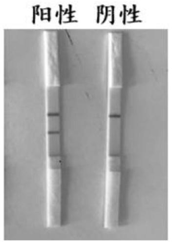 Composition, reagent kit and method for detecting mycoplasma bovis