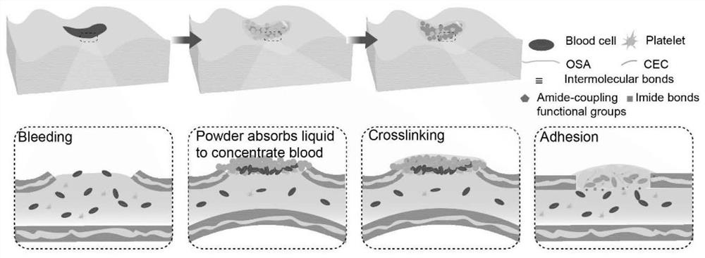 Injectable hydrogel adhesive capable of rapidly stopping bleeding as well as preparation method and application of injectable hydrogel adhesive