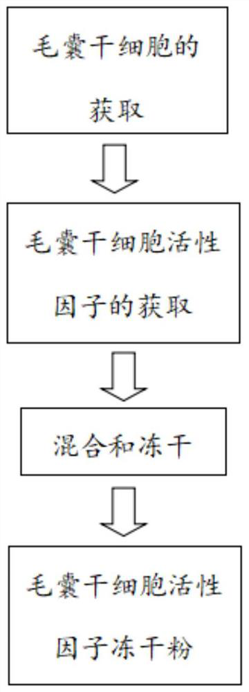 Preparation method of hair follicle stem cell active factor freeze-dried powder for treating alopecia