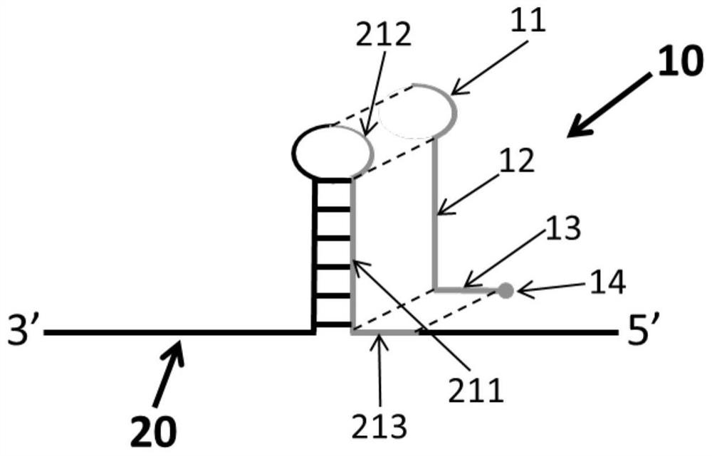 Reagent for improving replication efficiency of single-stranded nucleic acid molecule with secondary structure, nucleic acid fragment replication method and application