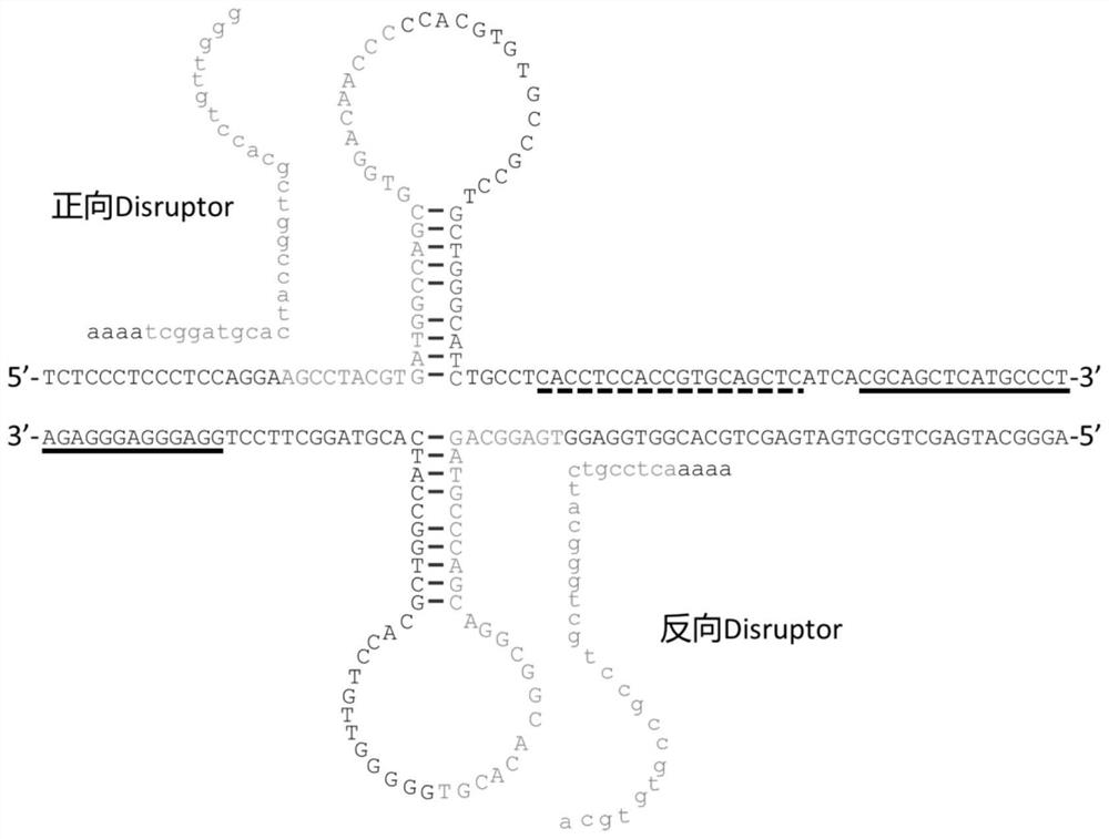 Reagent for improving replication efficiency of single-stranded nucleic acid molecule with secondary structure, nucleic acid fragment replication method and application