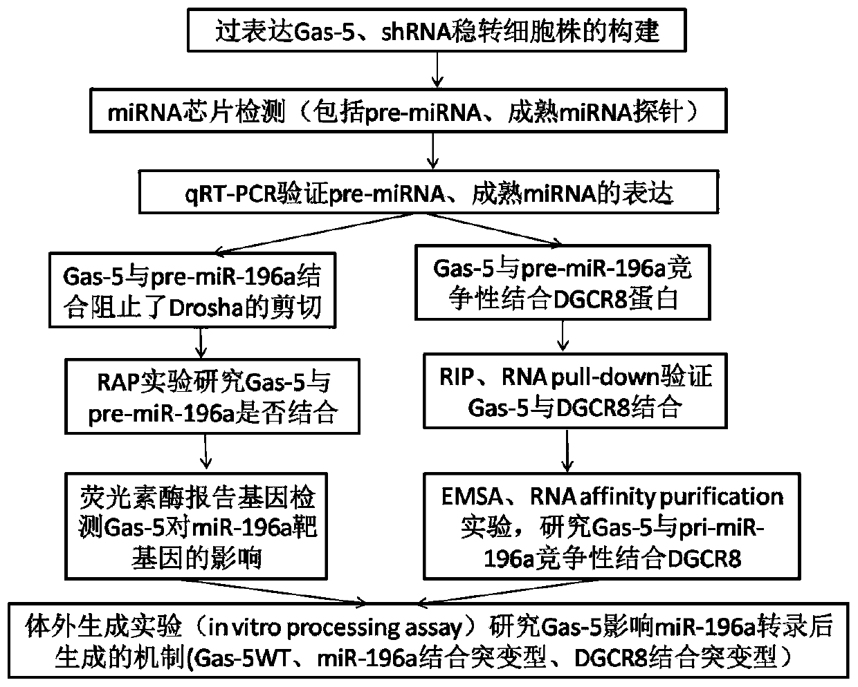 Mechanism of long non-coding RNA Gas-5 to regulate miRNA-196a and application thereof