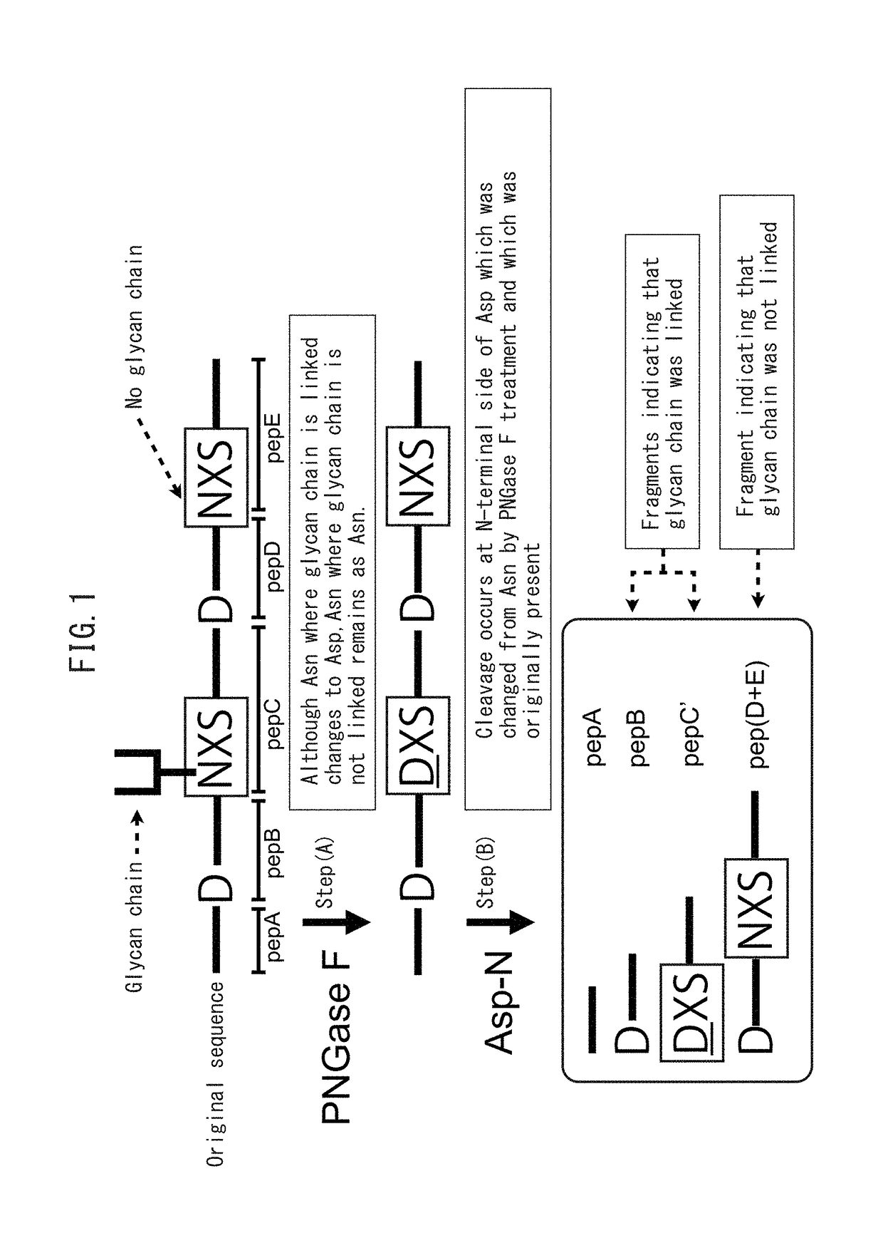 Method for determining site having N-linked sugar chain added thereto or proportion of said addition