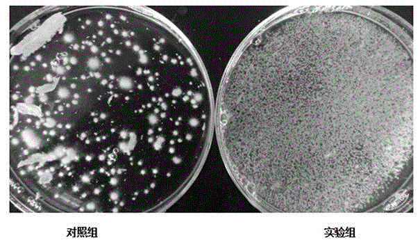 Soybean molasses hypsizigus marmoreus liquid nutrient medium and application thereof