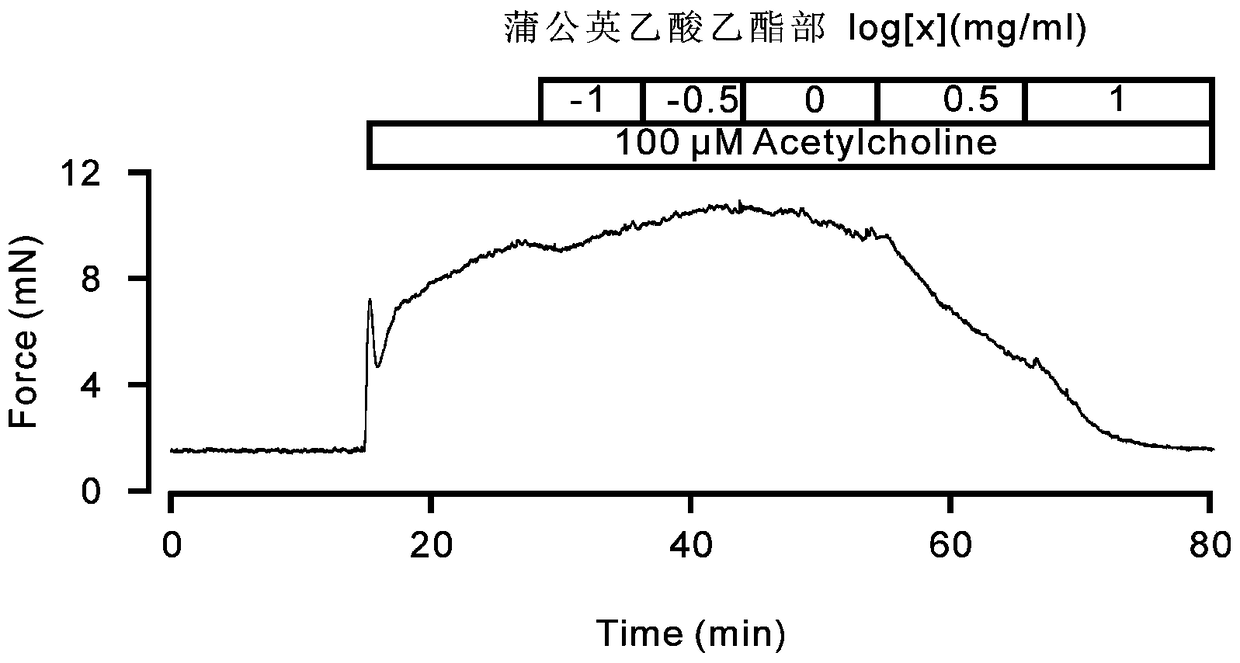 Application of dandelion or its extract in preparation of airway smooth muscle contraction inhibitor