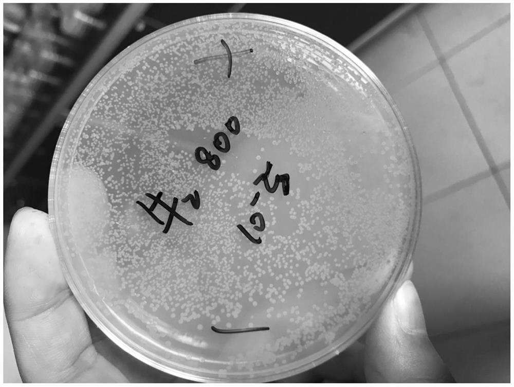 A selenium-enriched bacterium and its isolation method