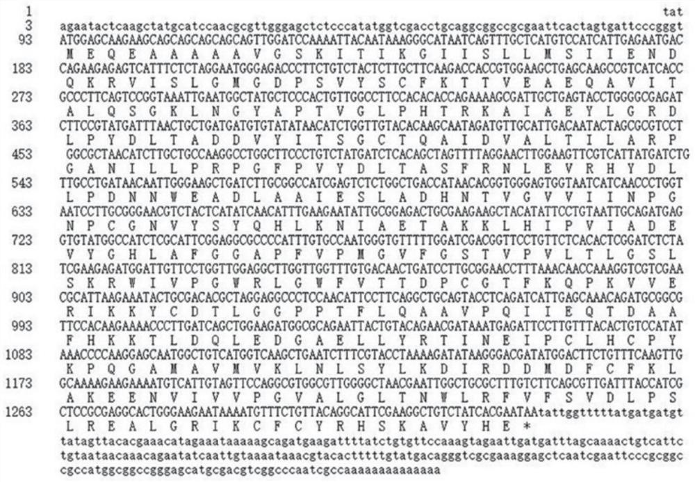 RcTAT gene, RNAi expression vector and application thereof