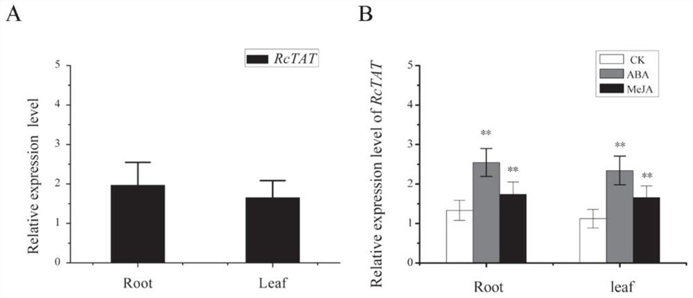 RcTAT gene, RNAi expression vector and application thereof