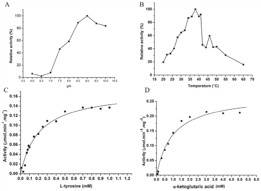 RcTAT gene, RNAi expression vector and application thereof