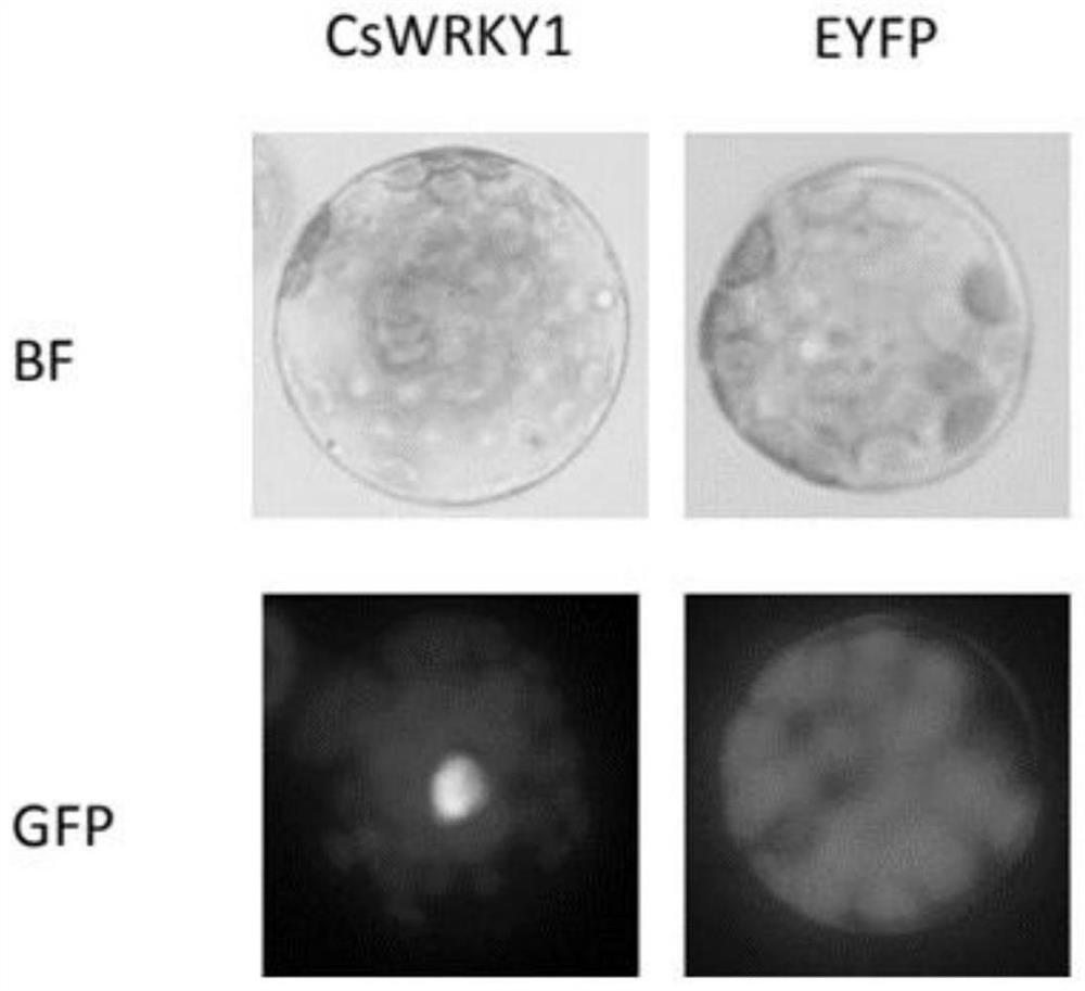 A kind of transcription factor cswrky1 isolated from the glandular trichomes of cannabis and its application