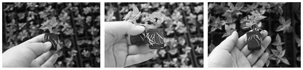 Efficient seedling raising method for virus-free mesona chinensis seedlings and application of efficient seedling raising method