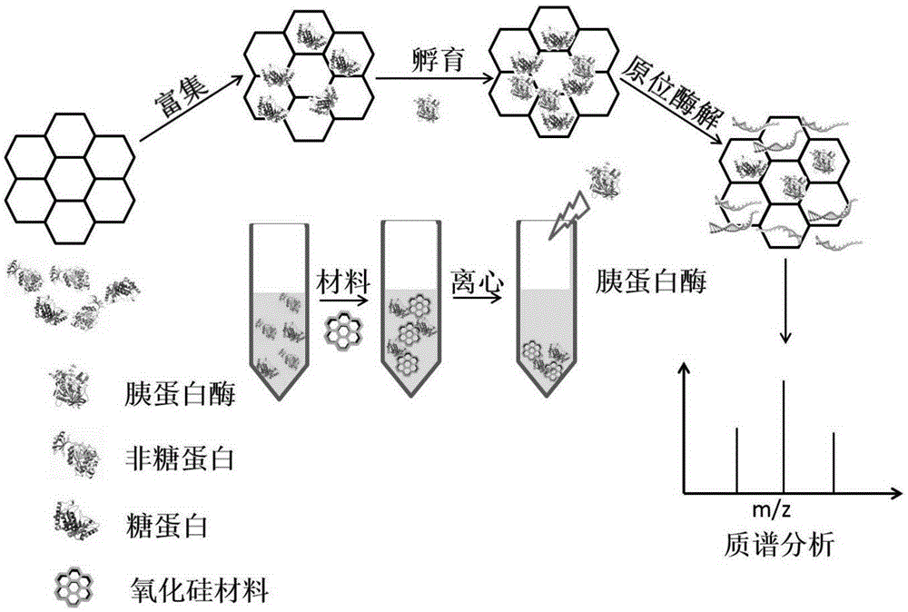 System and method for solid phase enrichment coupled mass spectrometric detection of glycoprotein