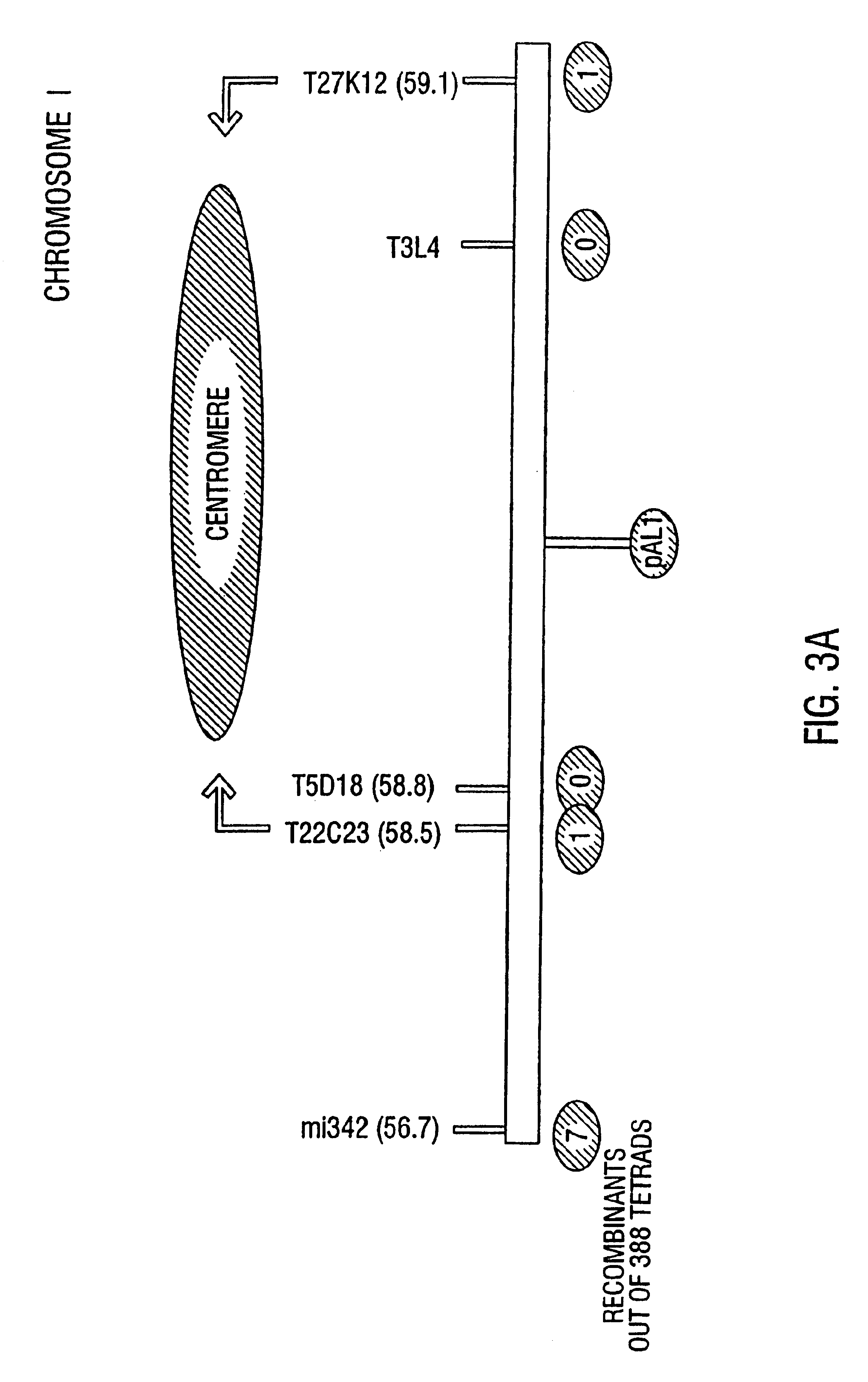 Plant artificial chromosome compositions and methods