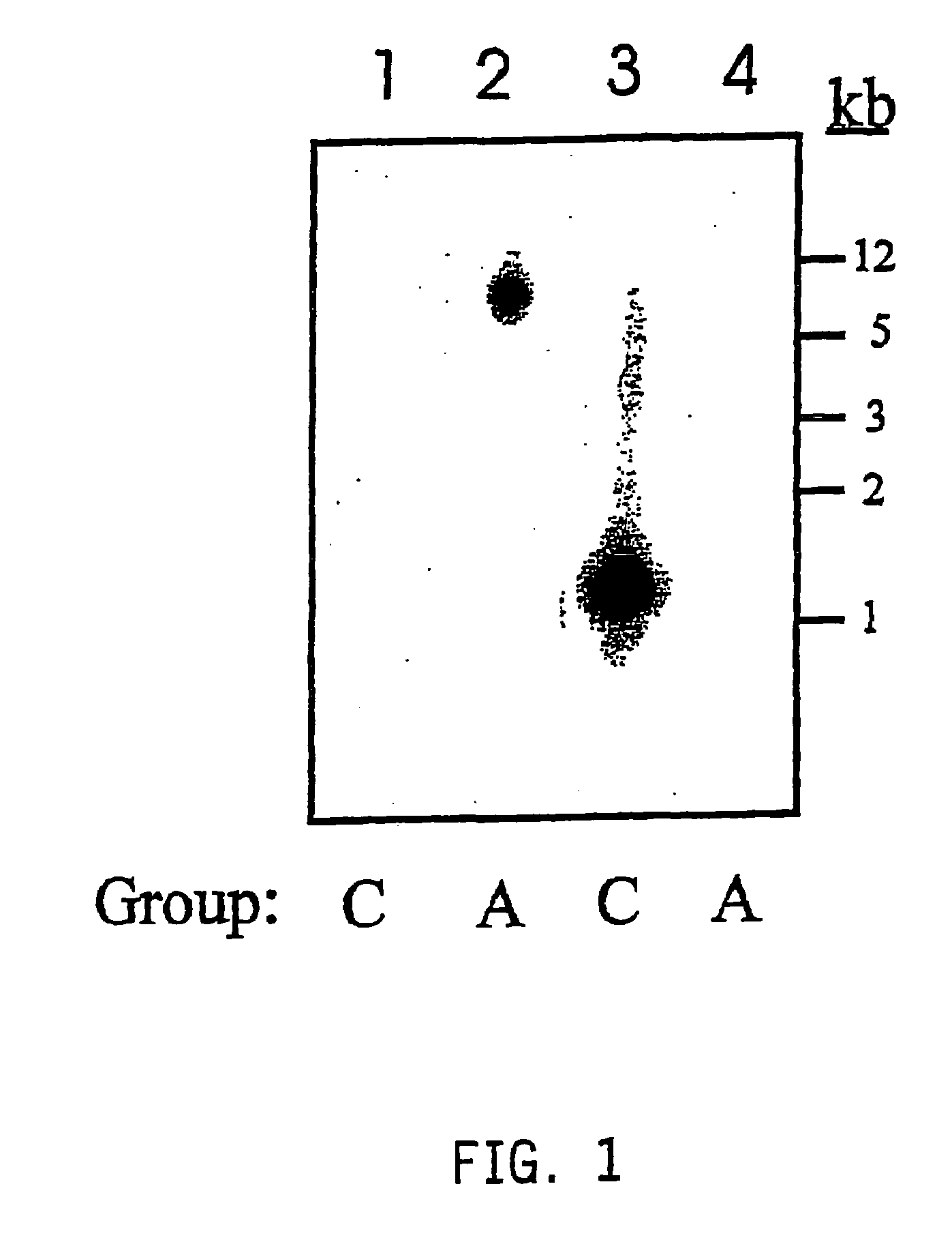 Hyaluronan synthase genes and expression thereof in Bacillus hosts