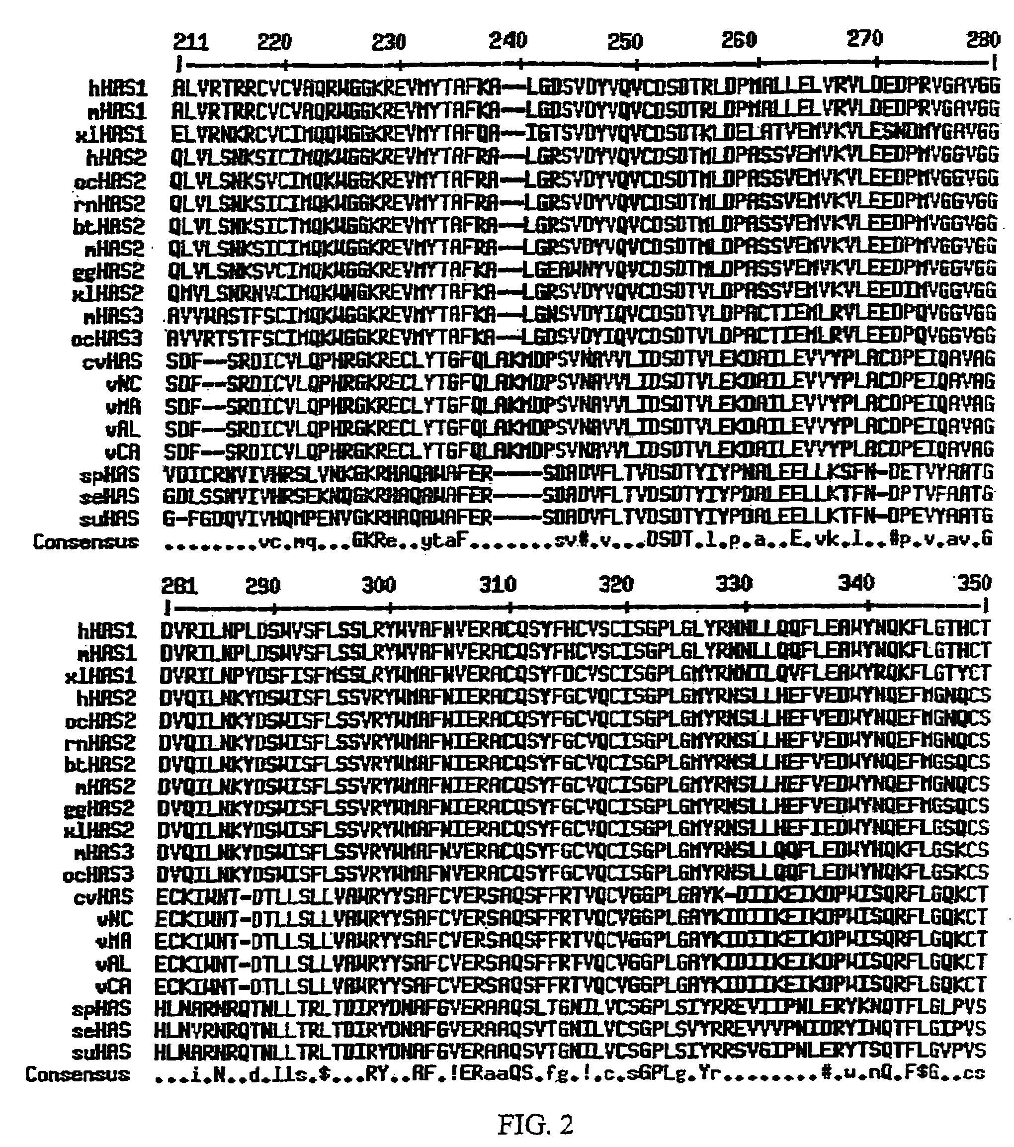 Hyaluronan synthase genes and expression thereof in Bacillus hosts