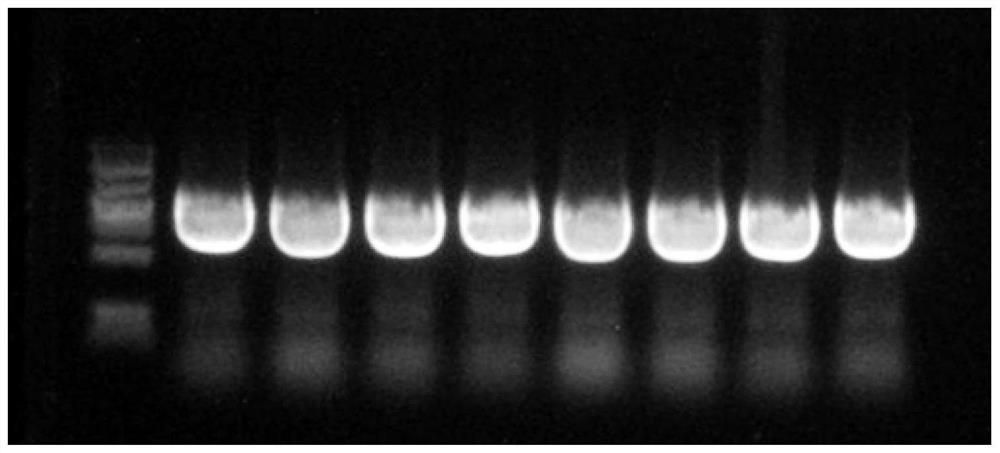 Cold sensitivity related OfHSF11 gene of cinnamomum rixiangxiense as well as encoding protein and application of cold sensitivity related OfHSF11 gene