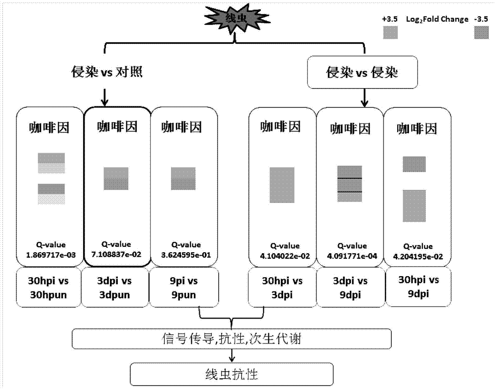 A kind of caffeine extract of mutable goat grass and its extraction method and application
