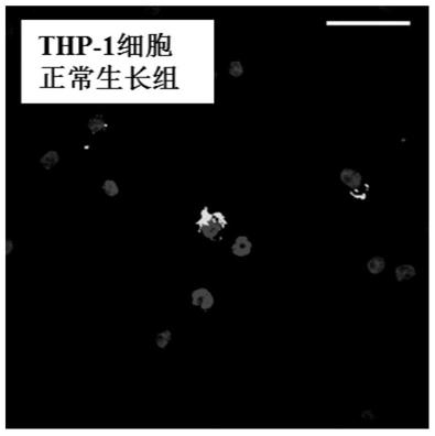 A kind of polypeptide used for in vivo and in vitro apoptosis imaging probe and its application