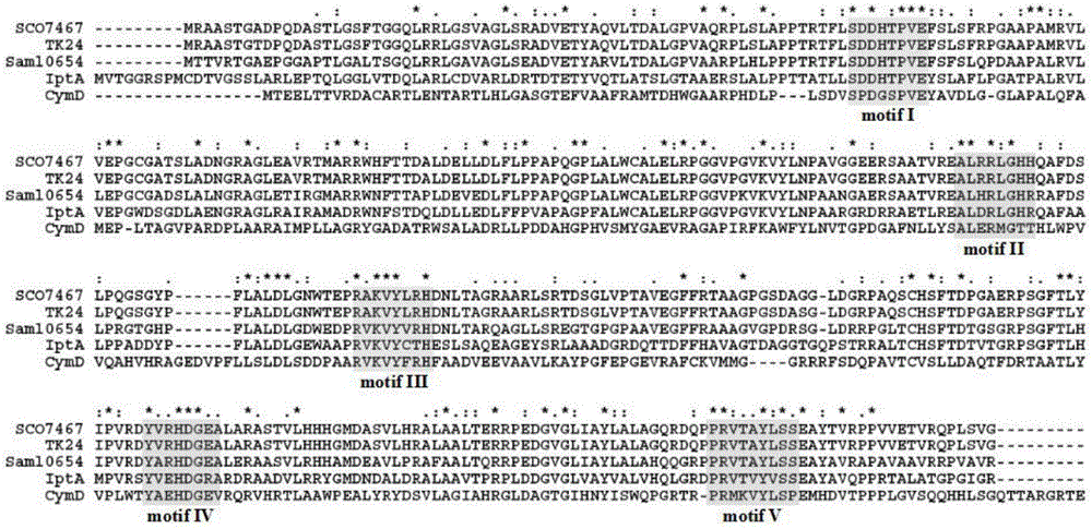 Degenerate primers for identifying hybrid isoprenoid-producing bacteria and application thereof