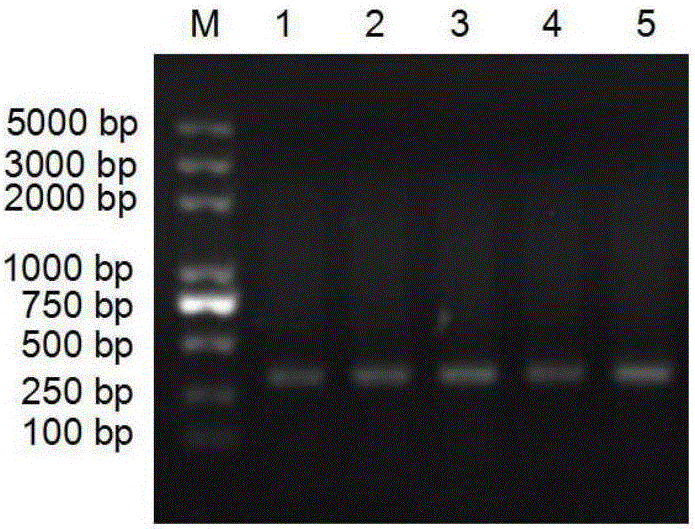 Degenerate primers for identifying hybrid isoprenoid-producing bacteria and application thereof