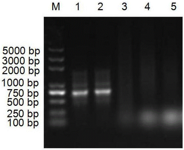 Degenerate primers for identifying hybrid isoprenoid-producing bacteria and application thereof