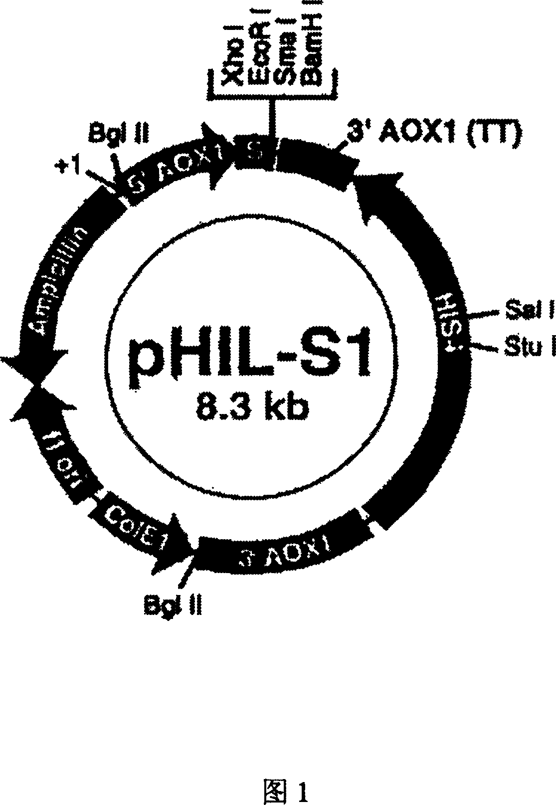 Antibacterial peptide DC and its preparing process and use