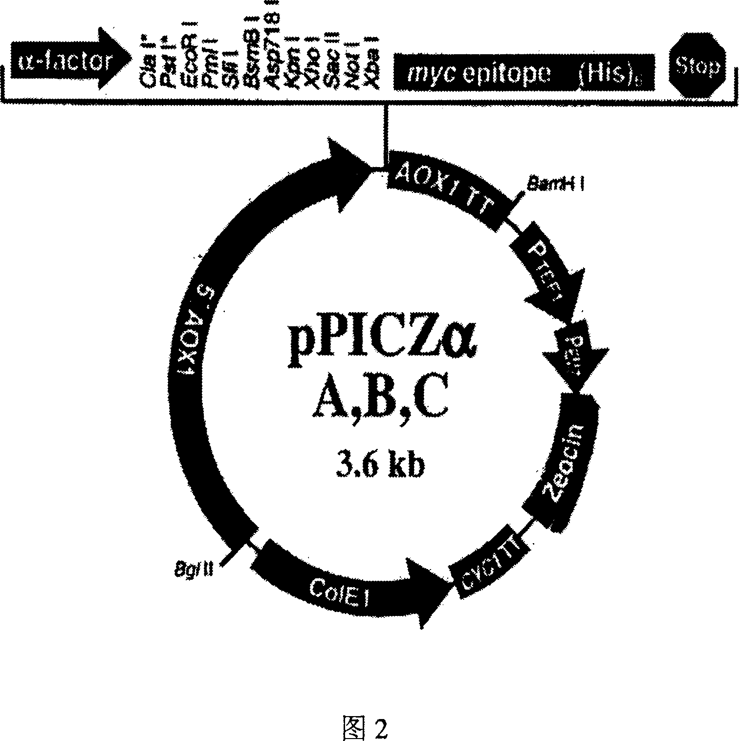 Antibacterial peptide DC and its preparing process and use