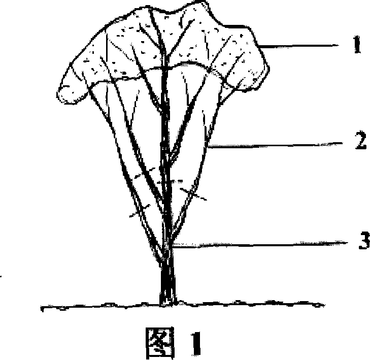Method for clipping fruit tree heavily