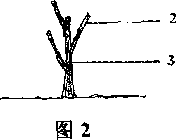 Method for clipping fruit tree heavily