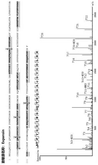 A kind of identification method and application of bee pollen allergenic protein