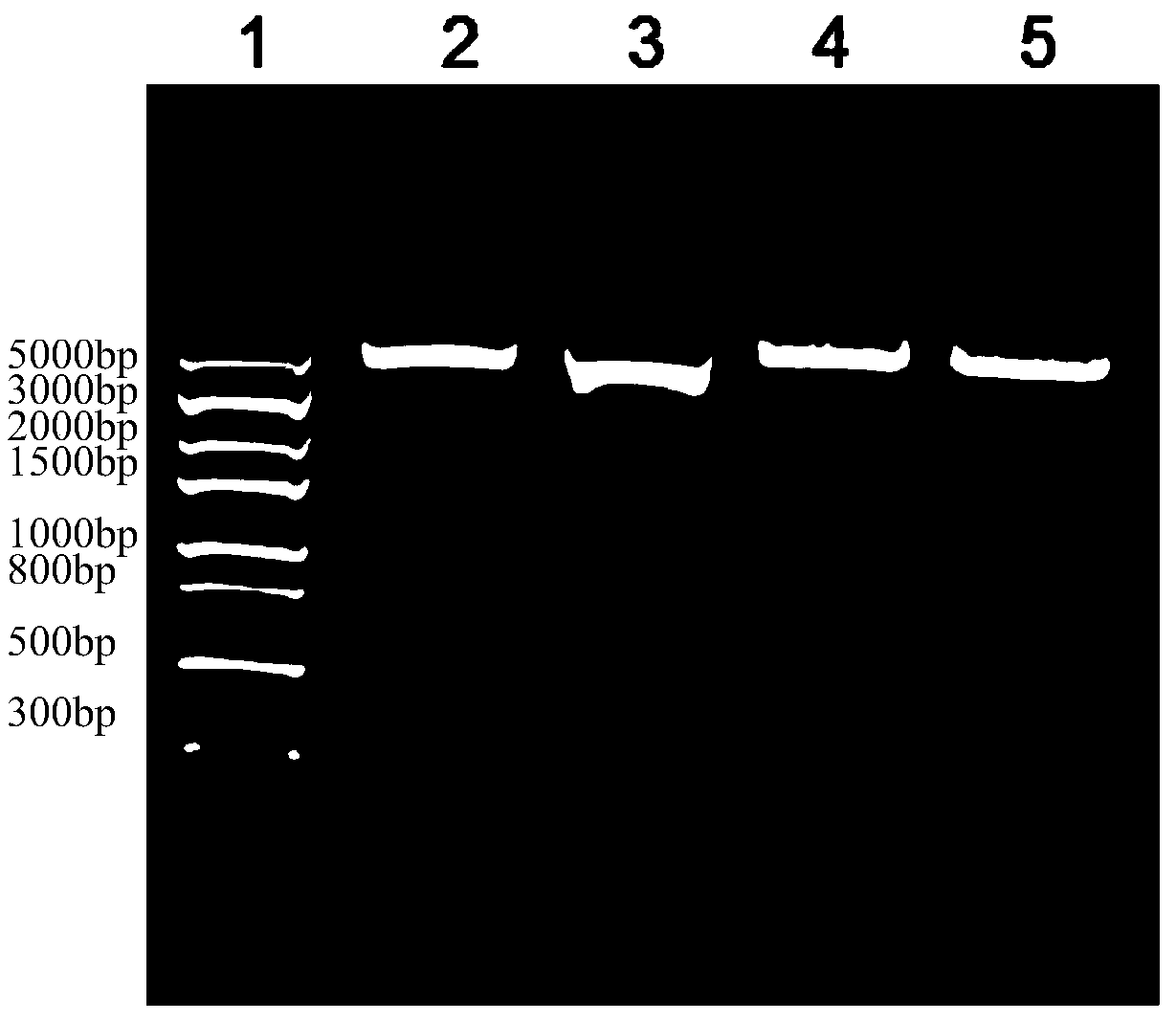 Plasmid standard substance containing human thymalfasin target gene as well as preparation method and application of plasmid standard substance