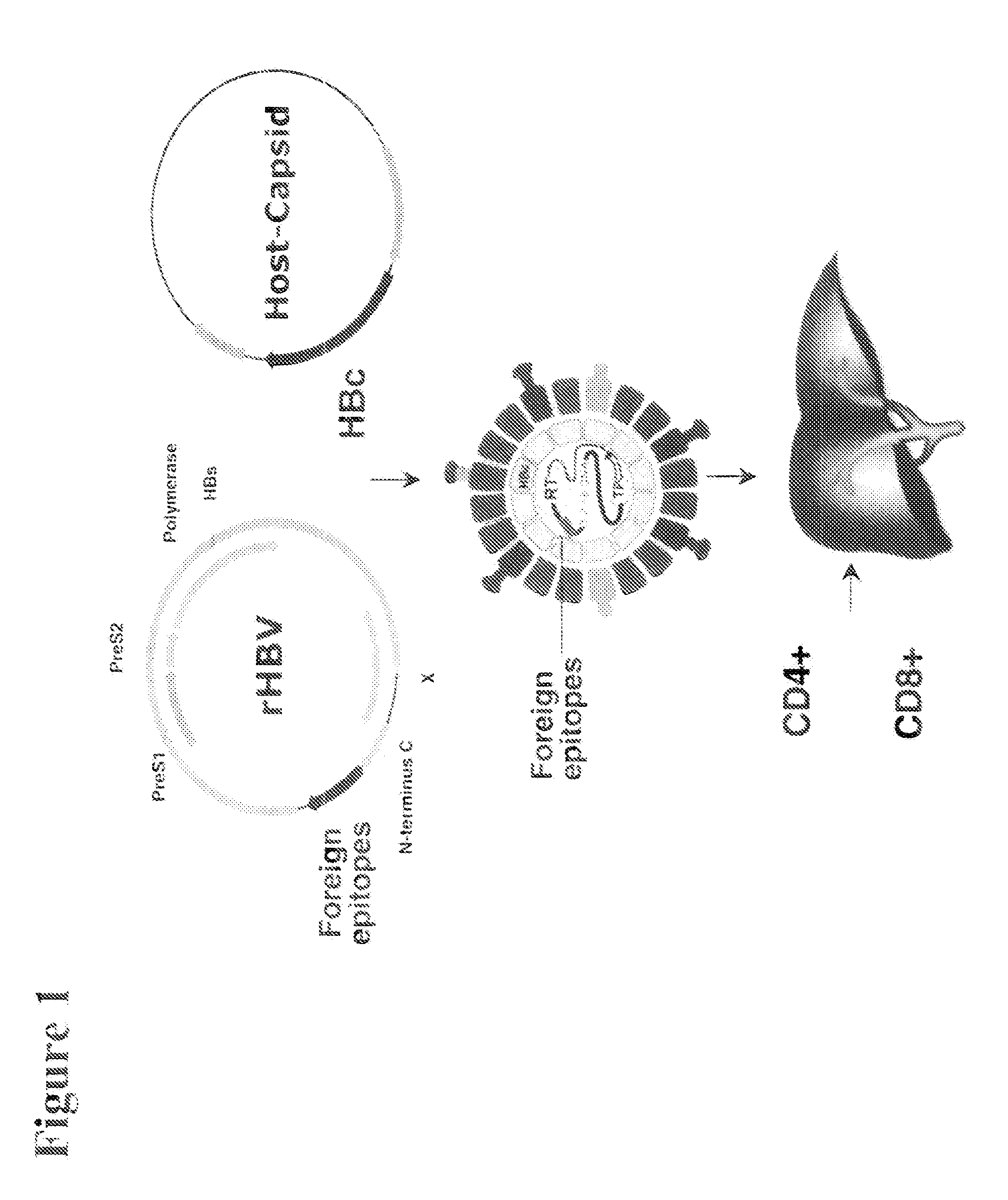Polynucleotides allowing the expression and secretion of recombinant pseudo-virus containing foreign epitopes, their production, and use
