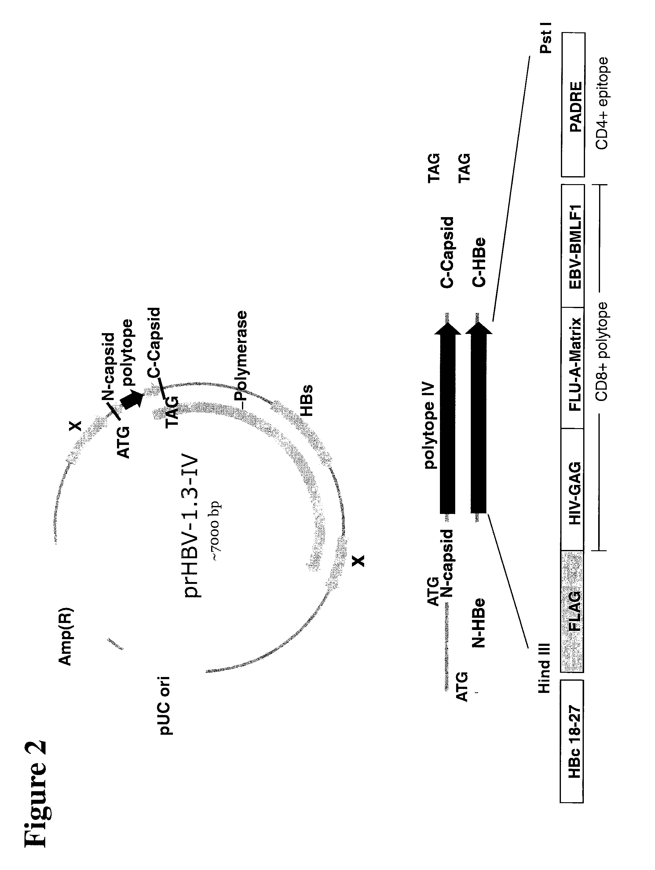 Polynucleotides allowing the expression and secretion of recombinant pseudo-virus containing foreign epitopes, their production, and use