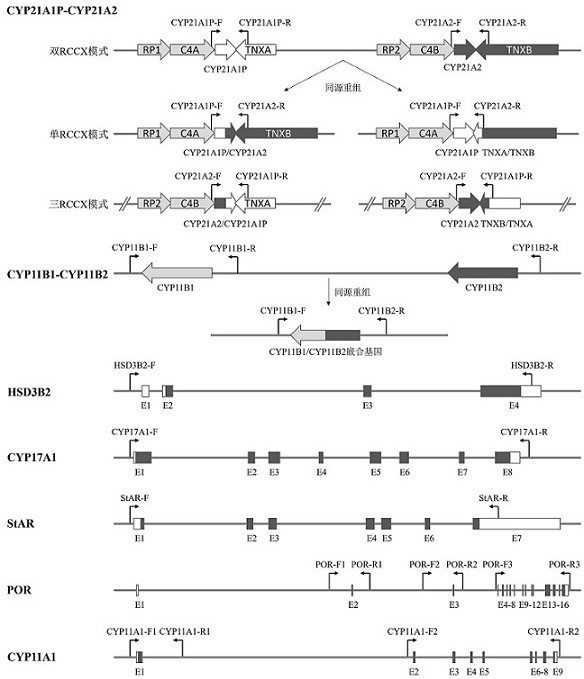 Primer set and kit for simultaneous detection of multiple mutations in 9 genes related to congenital adrenal hyperplasia