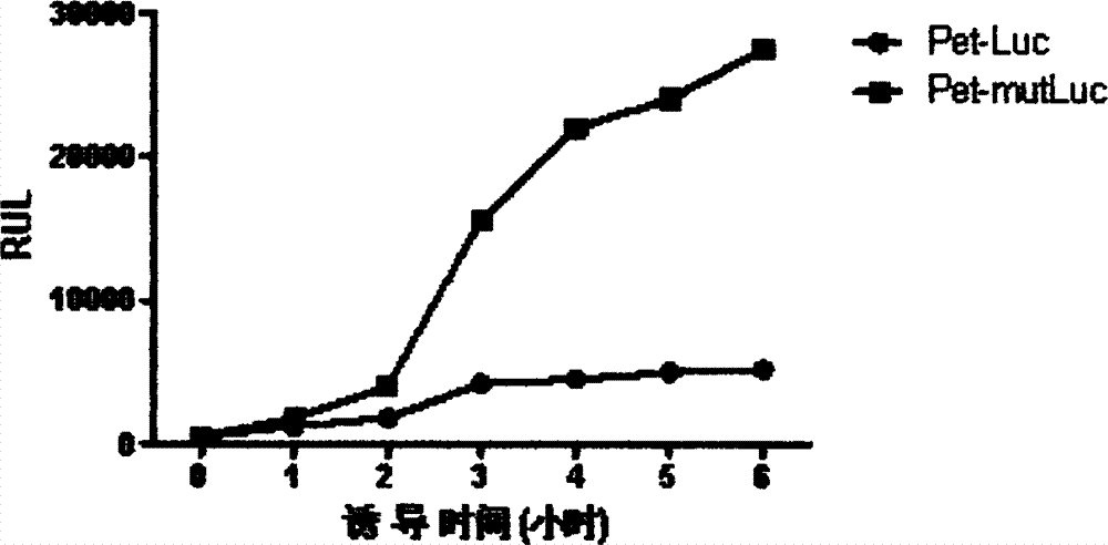 Firefly luciferase gene and application thereof