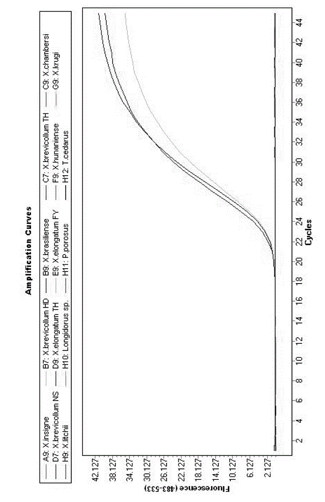 Molecular identification method for xiphinama brevicolle