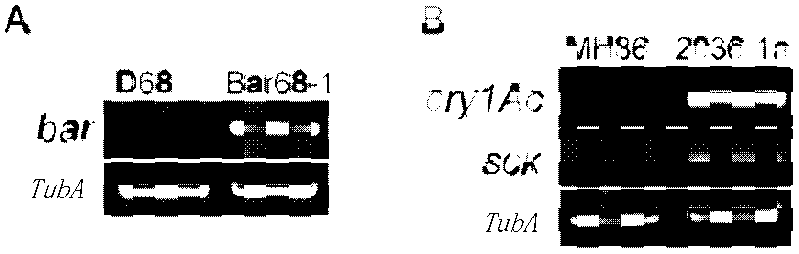 Method of evaluating security of transgenic plants