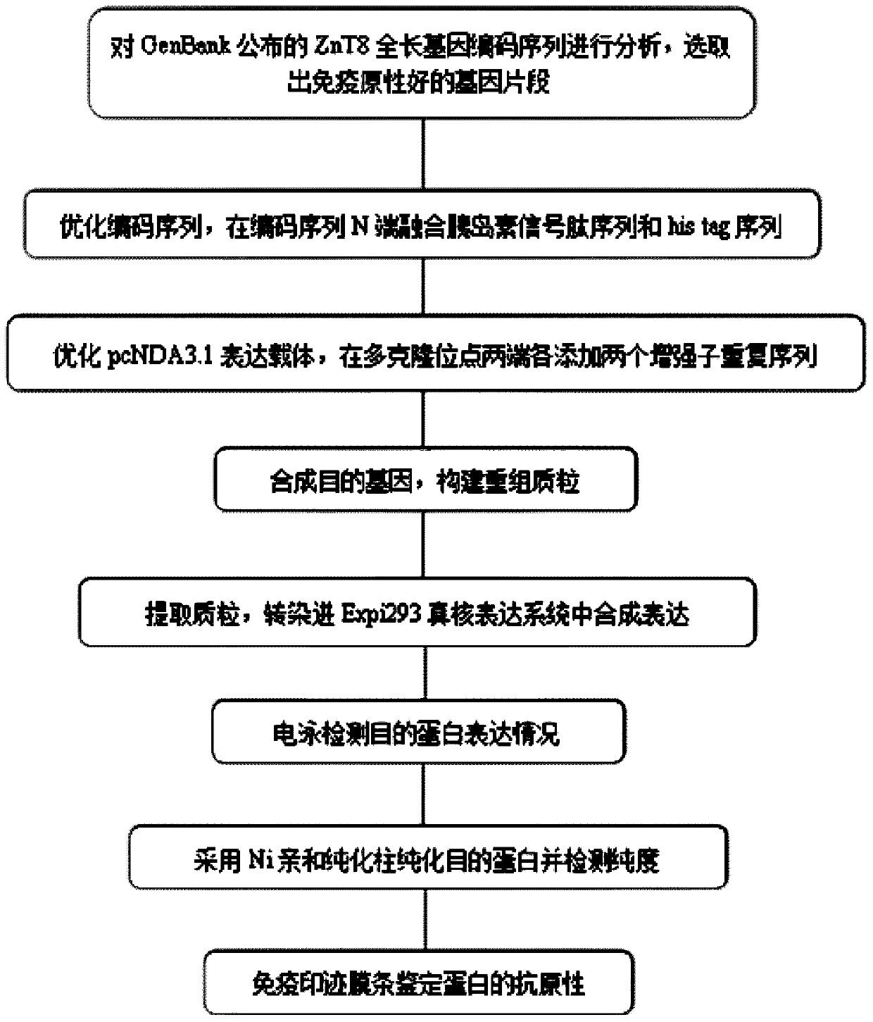 ZnT8 recombinant protein and preparing method and application thereof
