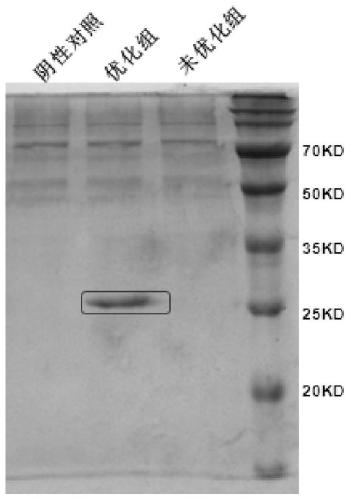 ZnT8 recombinant protein and preparing method and application thereof