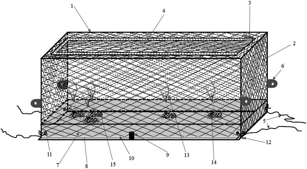 Seaweed transplanting device and seaweed transplanting method applied to coral debris bottom materials