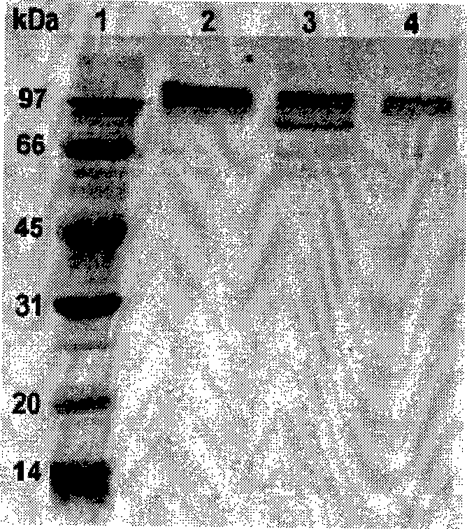 Eosinophil beta-mannanase MAN5A and gene and application thereof