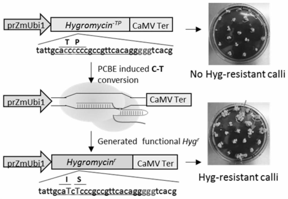 Cell enrichment technology and its application of c·t base substitution using mutated screening agent resistance gene as reporter system