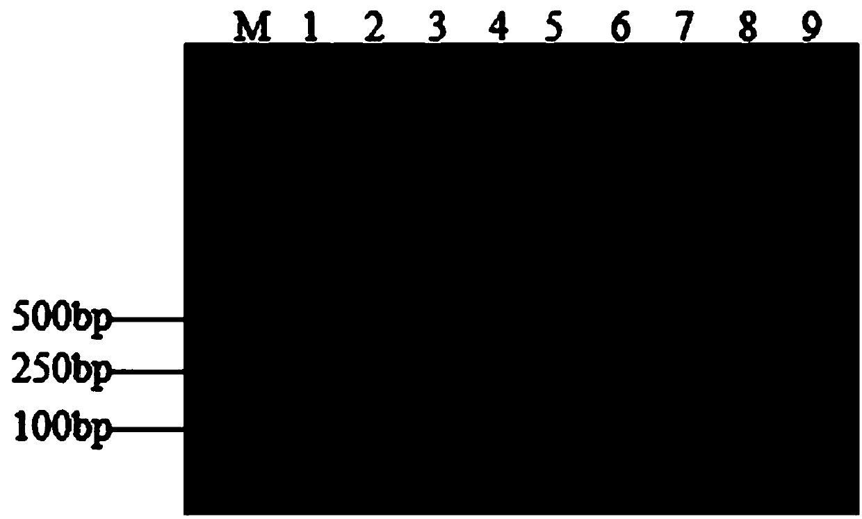 Enterobacter aerogenes specific PCR (polymerase chain reaction) detection primer